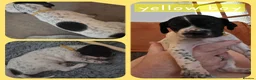 Pointer dogs for sale: English Pointers - Advert 4