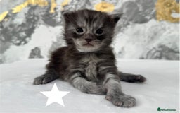 Maine Coon cats for sale: Full Maine Coone Kittens - Image 1