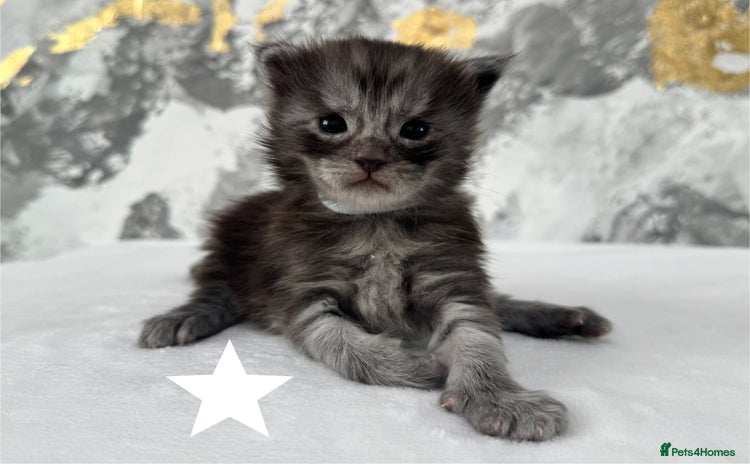 Maine Coon cats - Advert 2