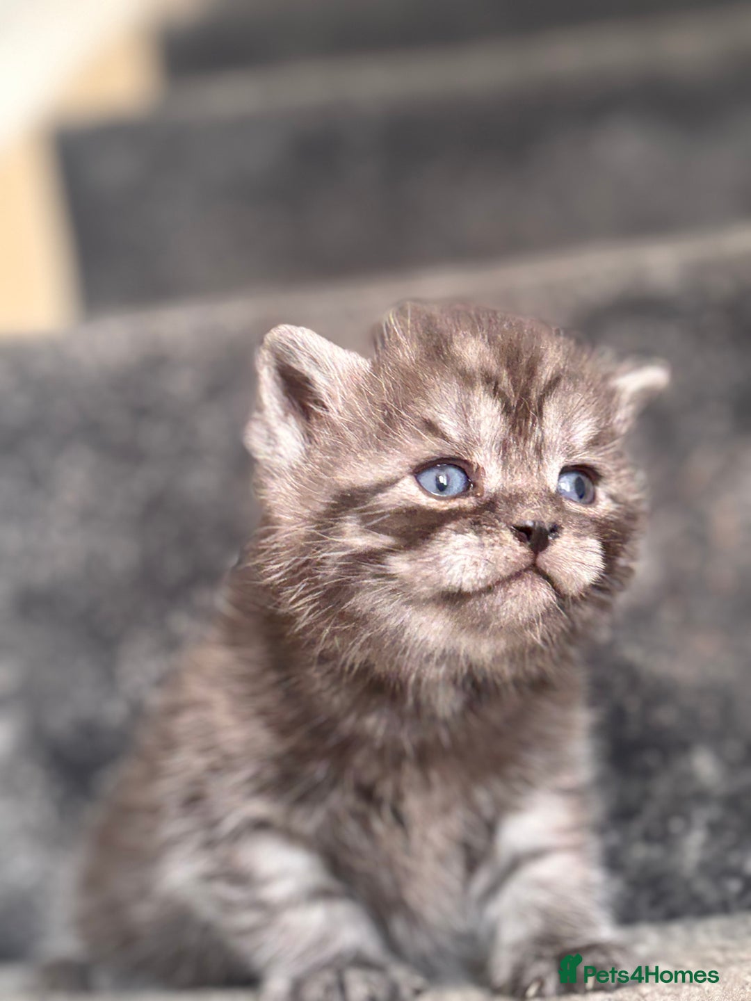 British Shorthair cats for sale: British shorthair kittens - Image 12