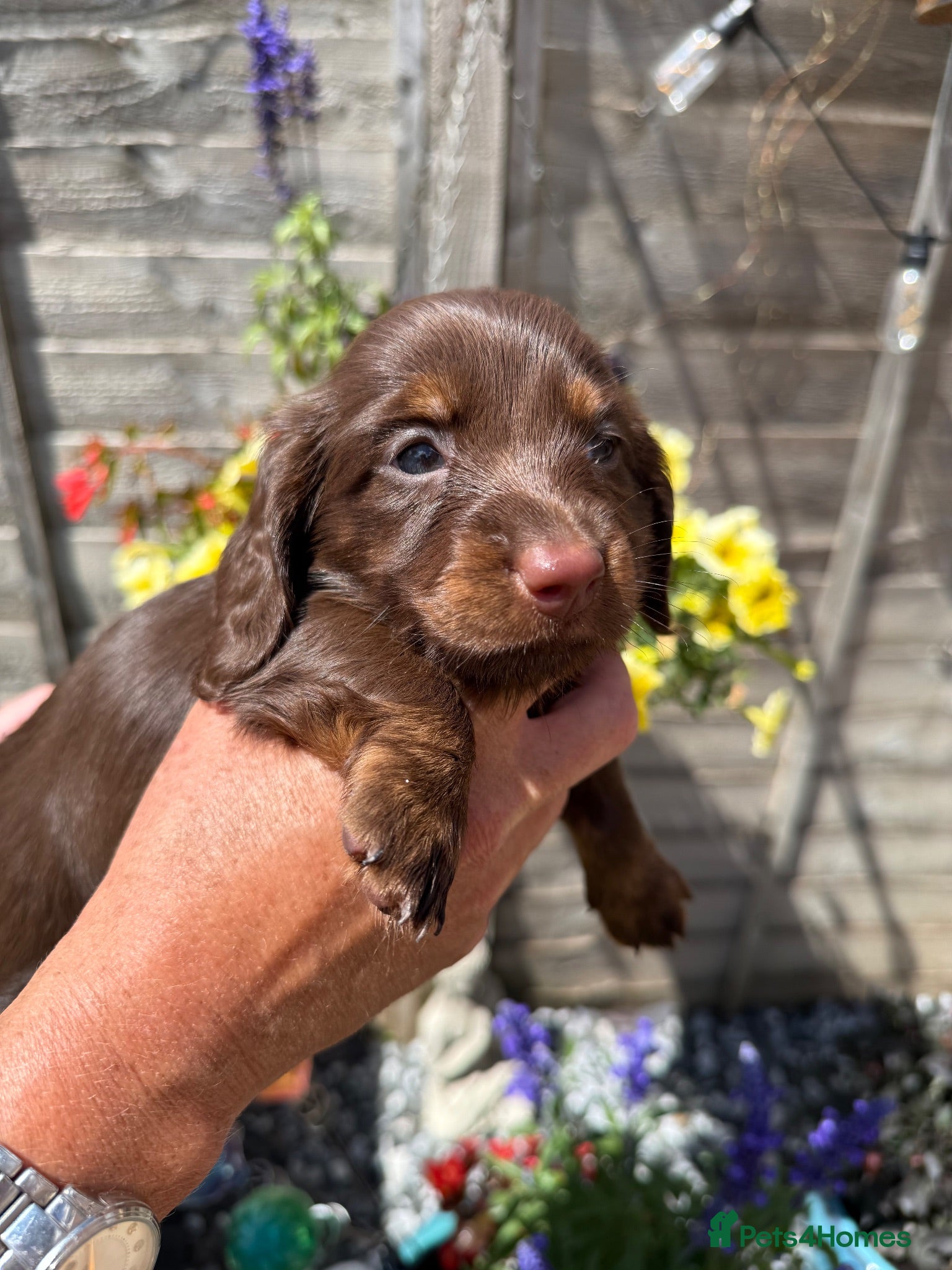 Miniature Dachshund dogs Stunning KC Reg Miniature Long Haired Litter  - Advert 1