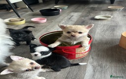 Chihuahua dogs for sale: READY NOW chihuahua x Pom puppies  - Image 2