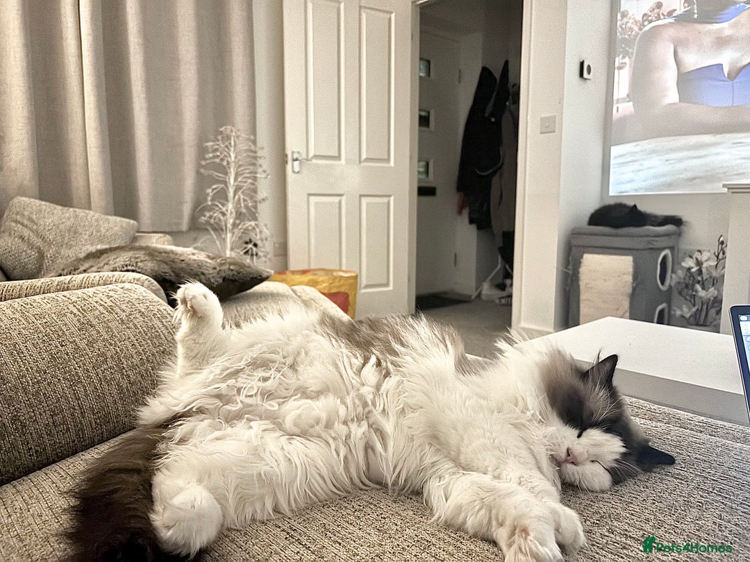 Ragdoll cats for sale: Beautiful Ragdoll Female – 3 Years Old - Advert 5