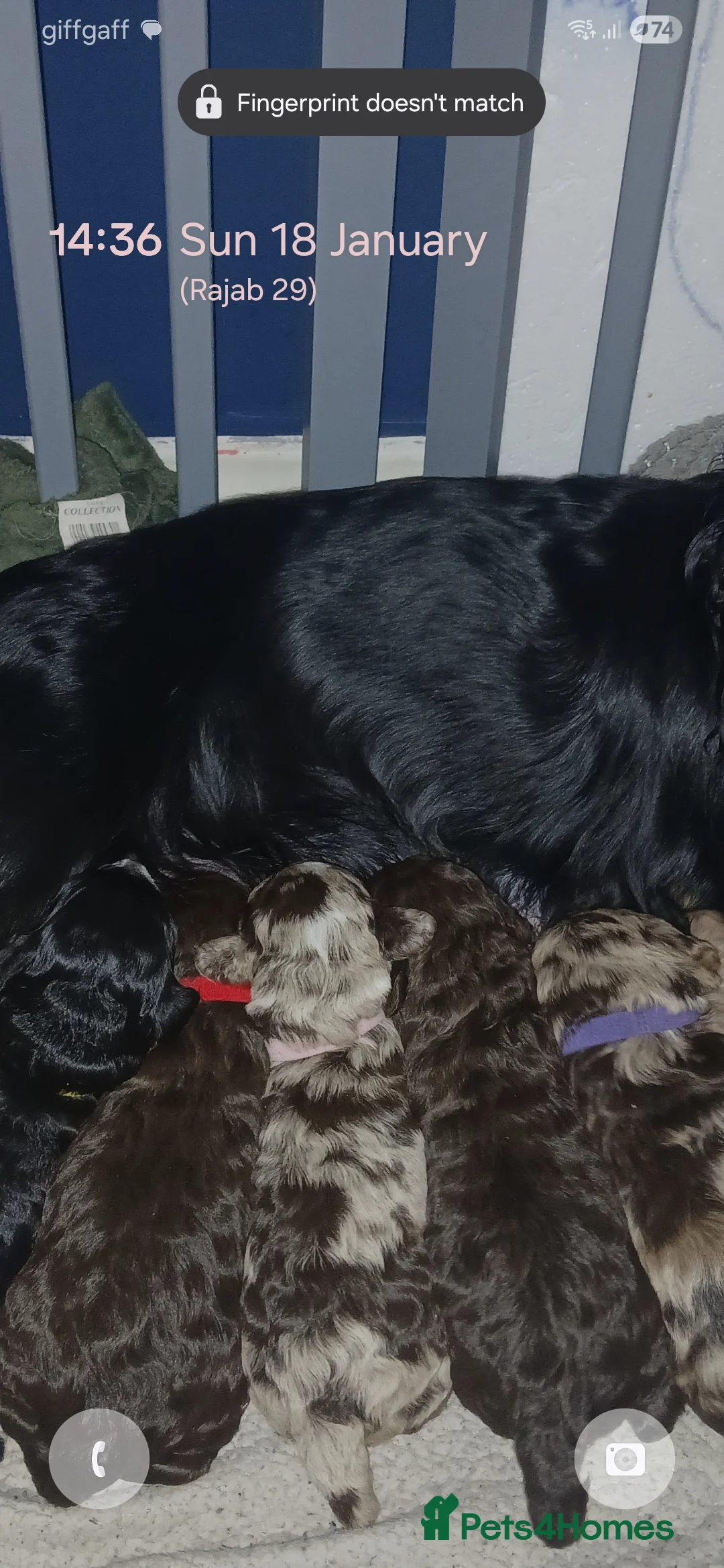 Cockapoo dogs for sale: F1 miniature cockapoo male - Advert 8