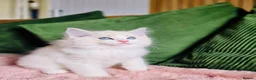 Ragdoll cats for sale: READY NOW — BEAUTIFUL RAGDOLL KITTENS - Advert 3