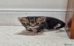 British Shorthair cats for sale: Mixed breed shorthair kittens. 1 m 1 f available - Image 5