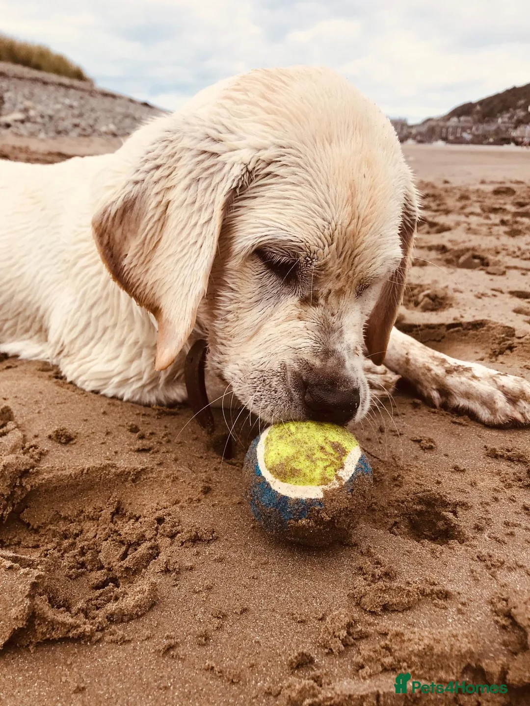 Labrador Retriever dogs for stud: Purple Genie (Duke)  Well proven stud in West Bromwich - Advert 16