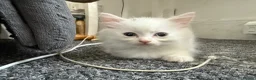 Turkish Angora cats for sale: Turkish angora mix with Persian - Advert 7