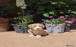 Cane Corso dogs for sale: Italian Mastiff pup now ready for their new homes! - Image 4