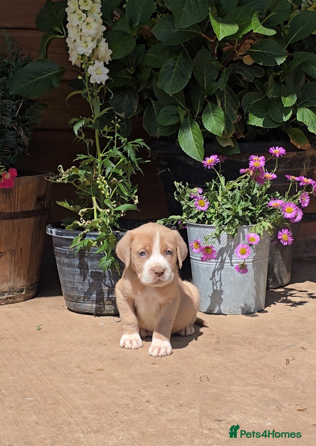Cane Corso dogs for sale: Italian Mastiff pup now ready for their new homes! - Image 4