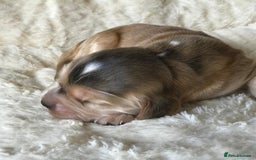 Cocker Spaniel dogs for sale: Show Type Health Tested, KC Reg puppies  - Image 26