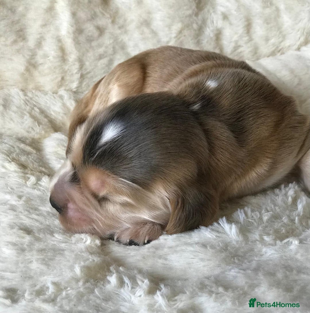 Cocker Spaniel dogs for sale: Show Type Health Tested, KC Reg puppies  - Image 26