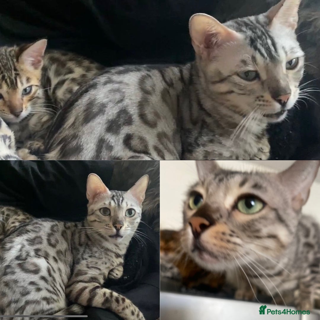 Bengal cats for sale: Well socialised kittens & retired breeding females - Advert 18