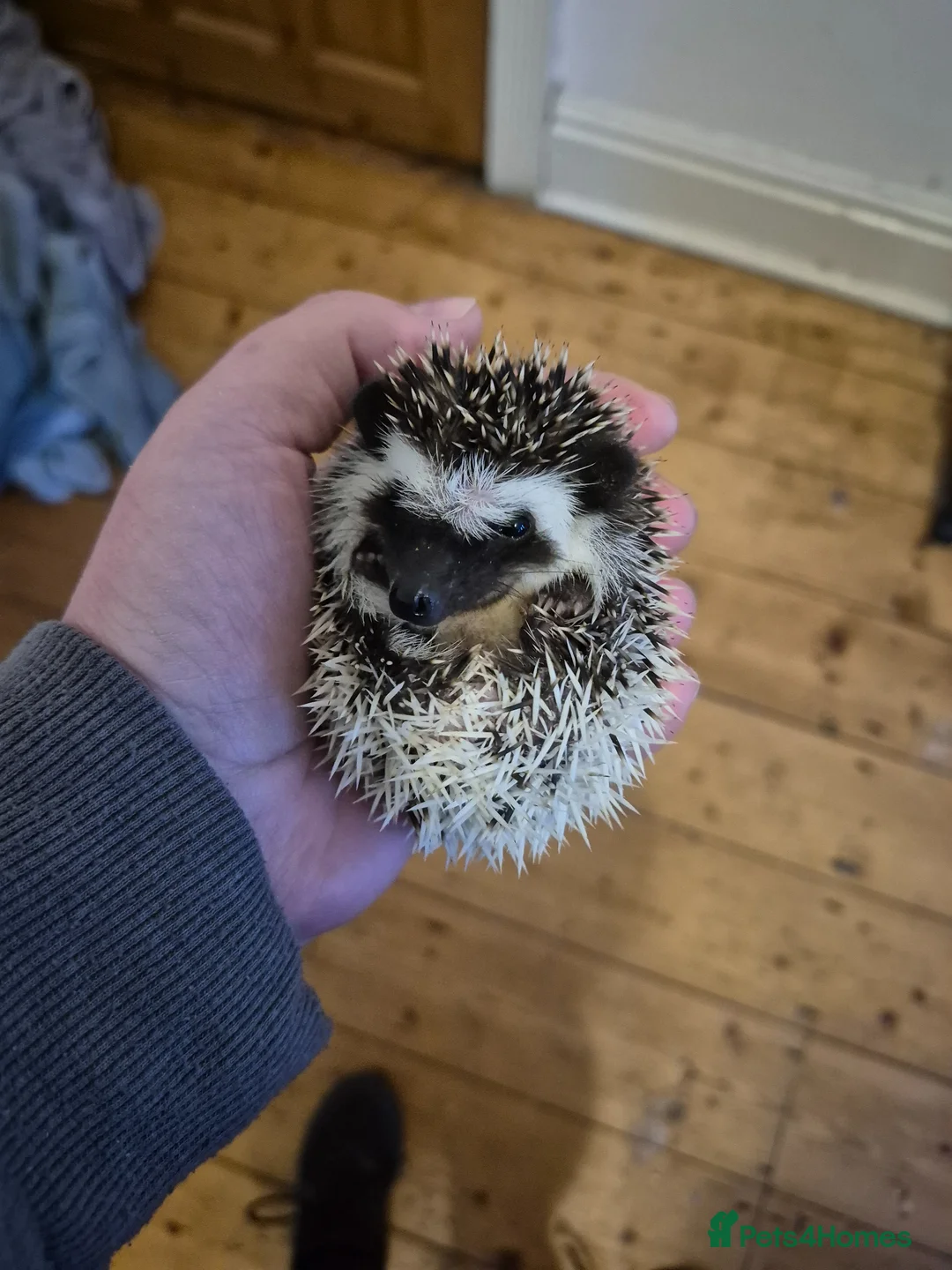 Pygmy Hedgehog rodents for sale: 3 baby hedgehogs - Advert 1