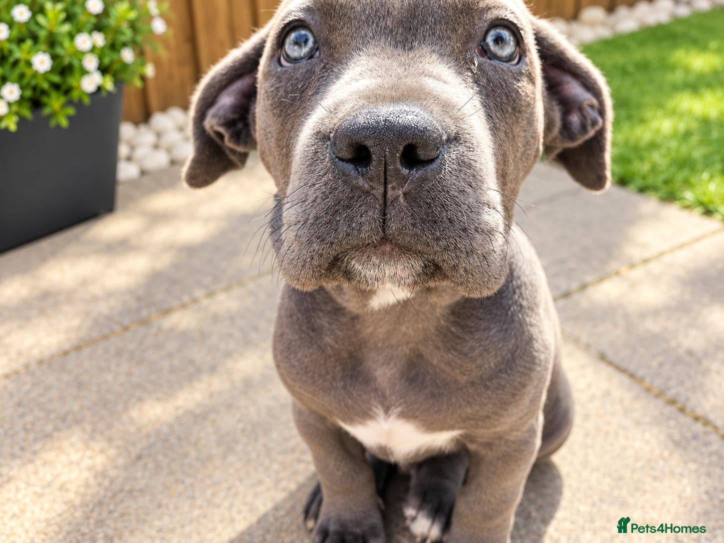 Cane Corso dogs Pure female cane corso ready to leave now! - Advert 2