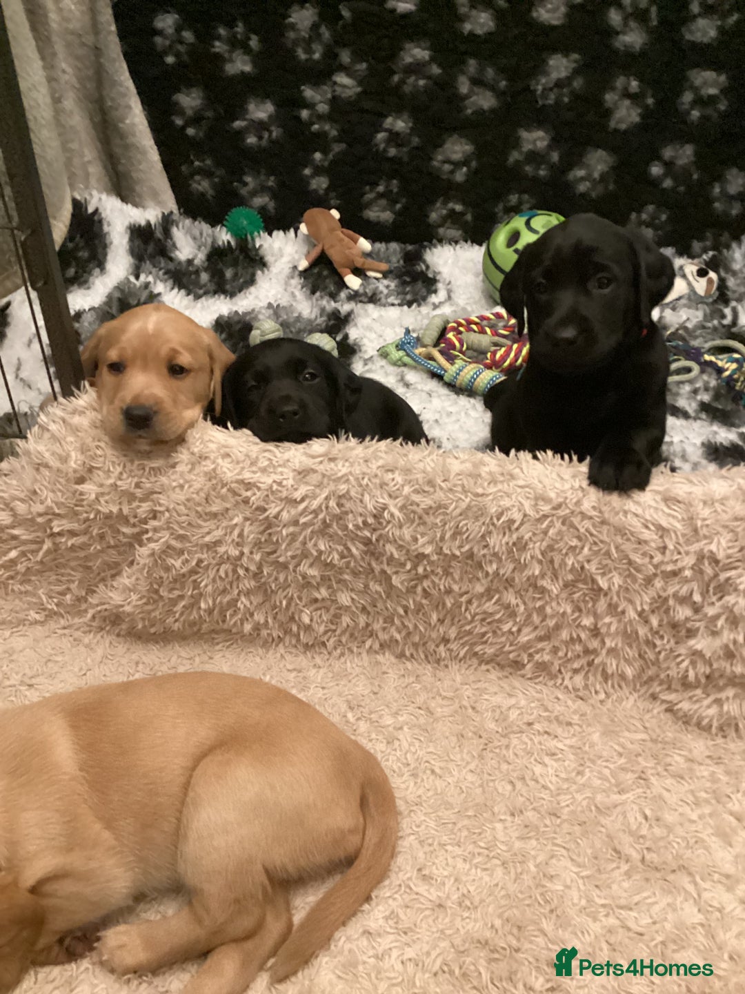 Labrador Retriever dogs for sale: LABRADOR PUPPIES  - Advert 4
