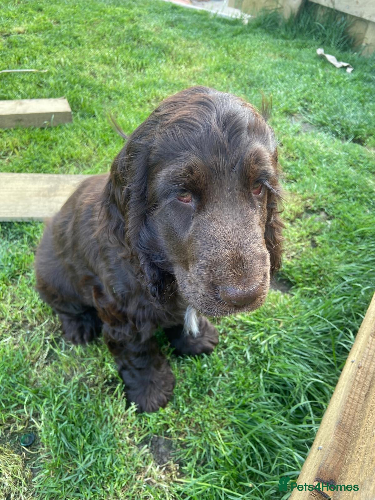 Cocker Spaniel dogs 100%show cocker spaniel kc reg   - Advert 2