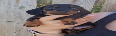 Miniature Dachshund 5