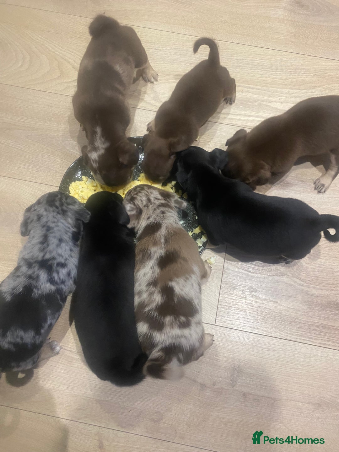 Pug dogs for sale: Merle pugs  - Advert 16