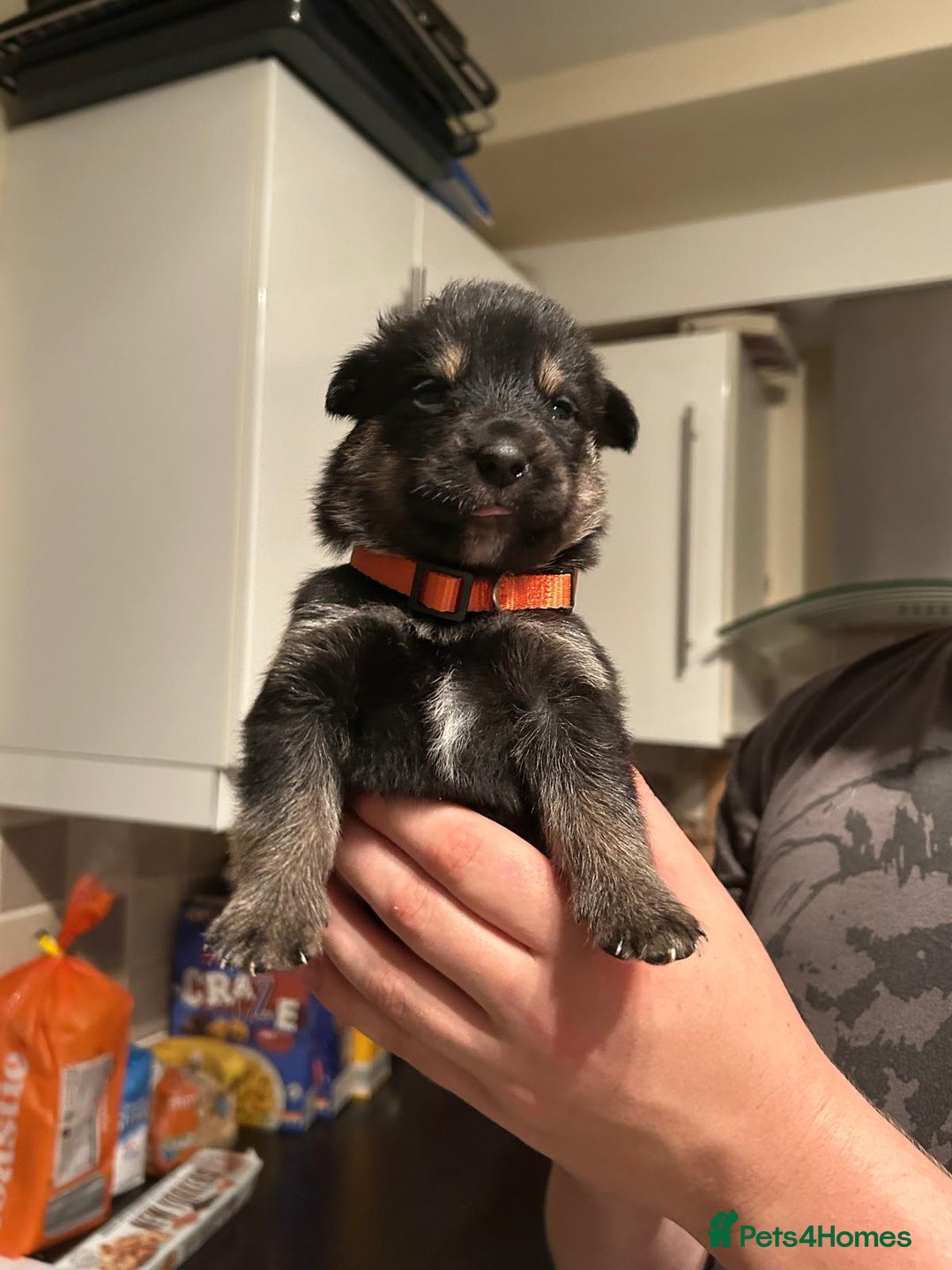 Mixed Breed dogs for sale: 10 Beautiful Rottsky Puppies  - Image 3