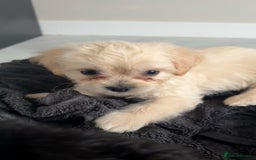 Mixed Breed dogs for sale: 6 fluffy frenchie cross puppies - Image 6