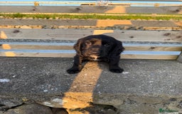 Cocker Spaniel dogs for sale: 3 Lovely female Working Cocker Spaniels for sale  - Image 5