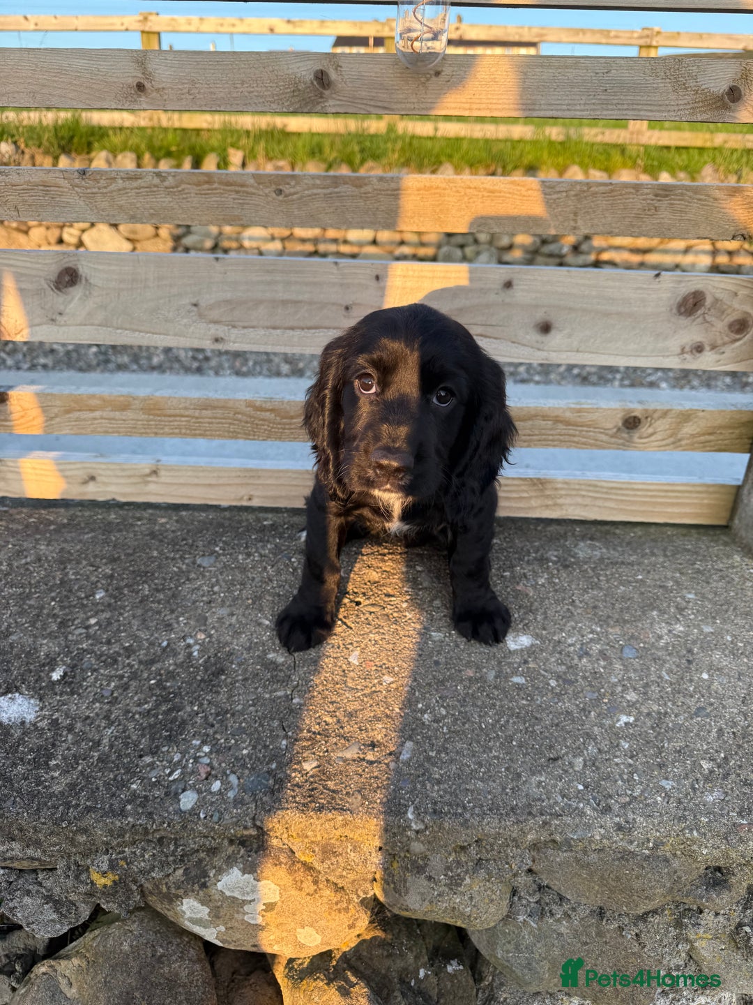 Cocker Spaniel dogs for sale: 3 Lovely female Working Cocker Spaniels for sale  - Image 5