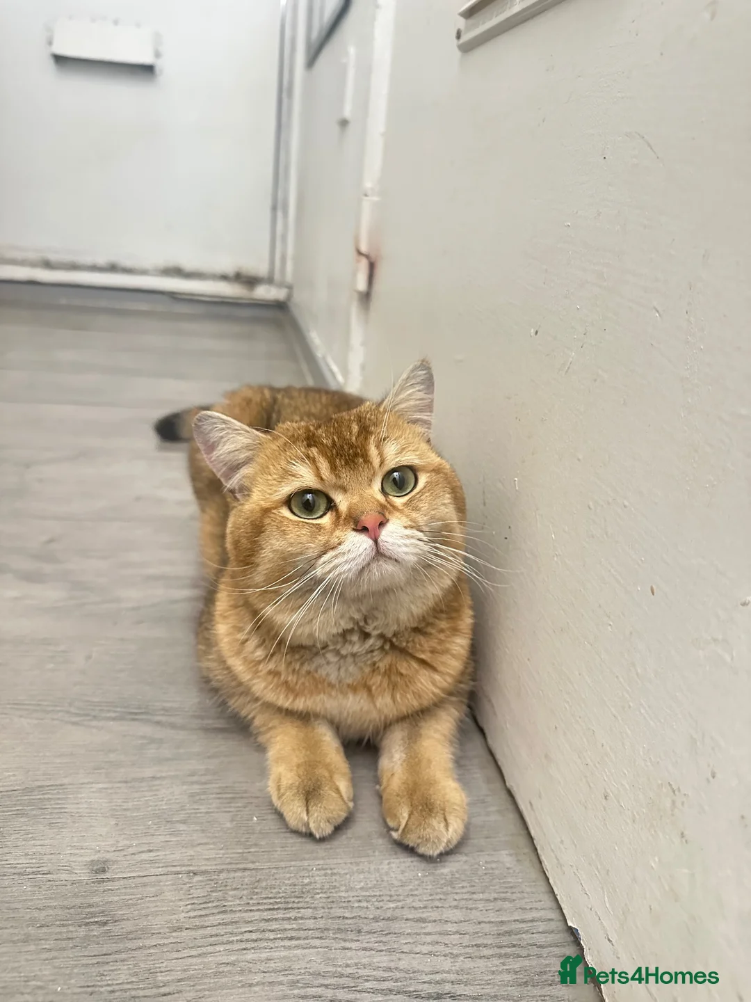 British Shorthair cats for stud: Stud BSH  - Advert 3