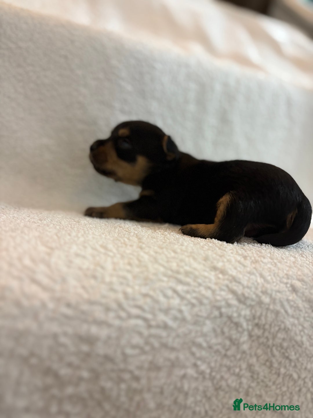 Yorkshire Terrier dogs for sale: Yorkshire terrier, terrier cross puppies - Advert 4