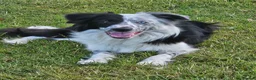 Border Collie dogs for sale: Border collie looking for pet home - Advert 1