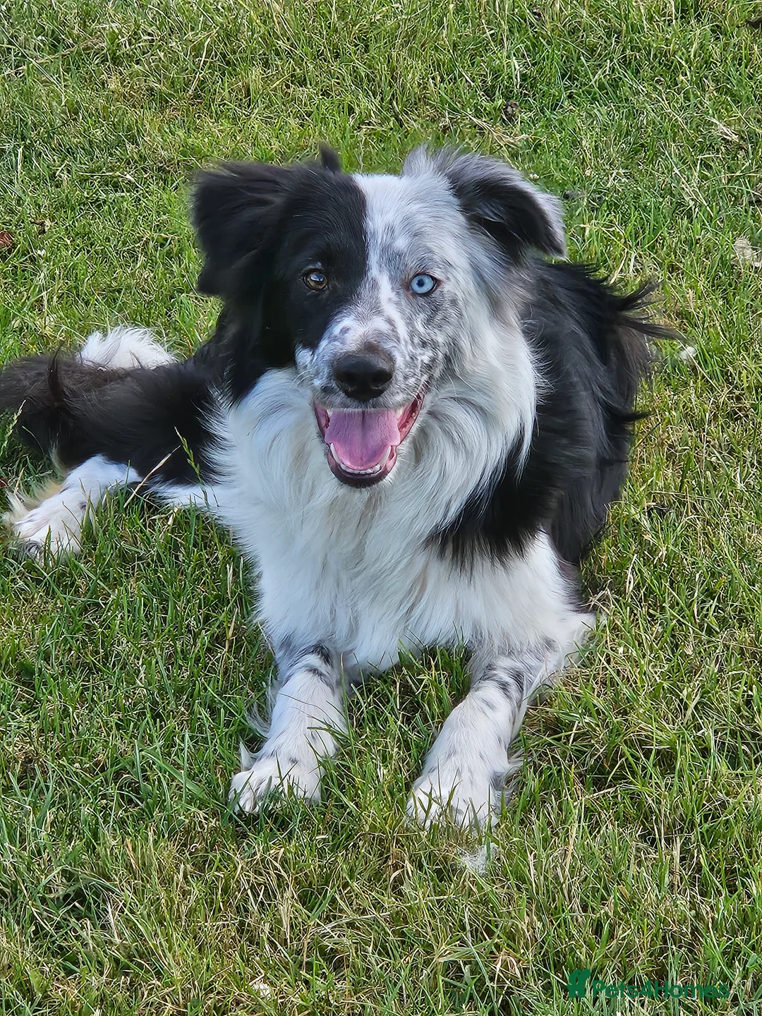 Border Collie dogs for sale: Border collie looking for pet home - Advert 1
