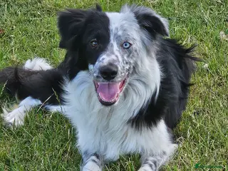 Border Collie dogs Border collie looking for pet home - Advert 4