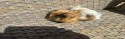 Guinea Pig rodents for sale: 2 Pretty baby long haired female guinea pigs. - Advert 5