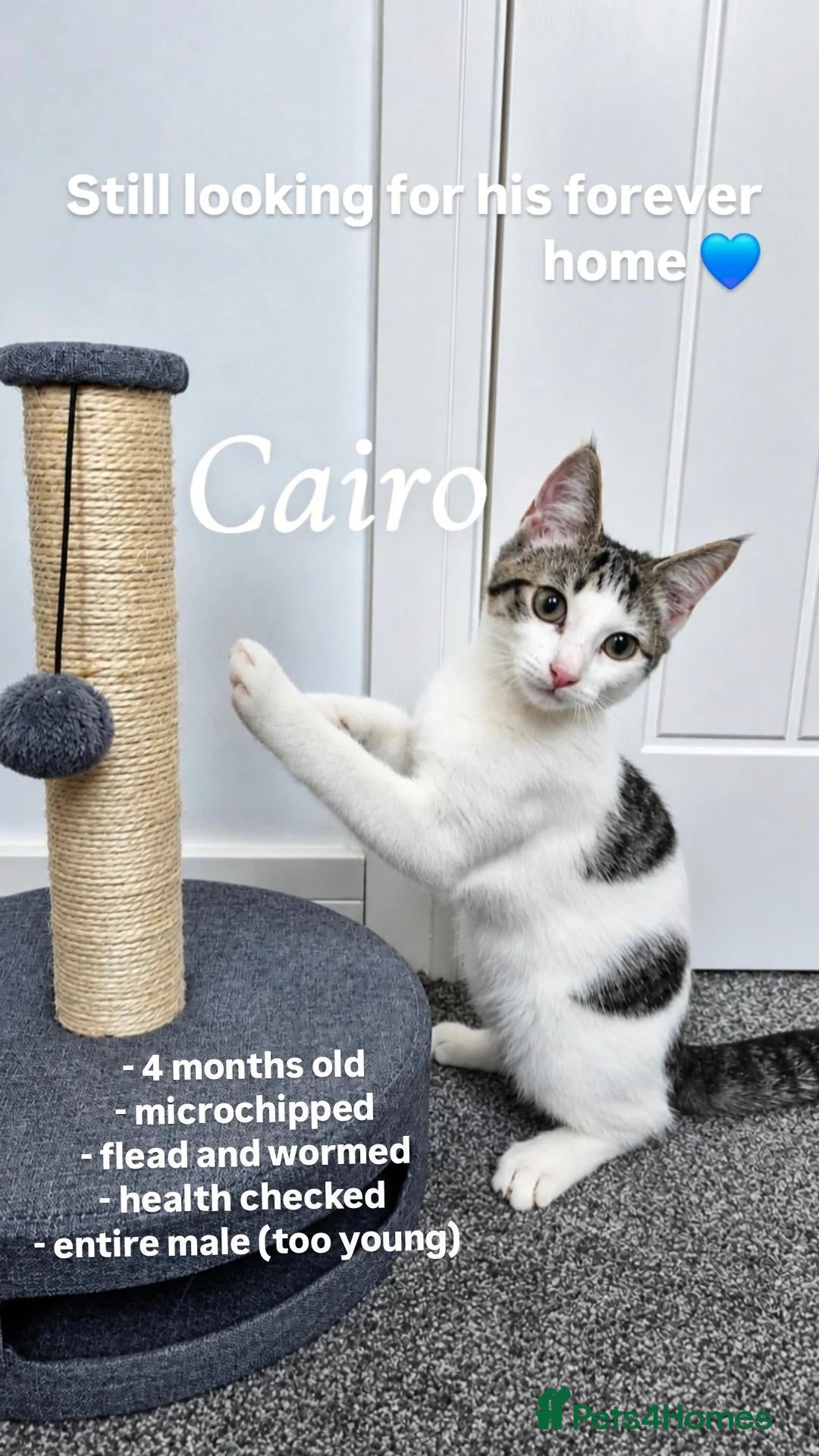 Mixed Breed cats 4m/o male foster for new home  - Advert 1