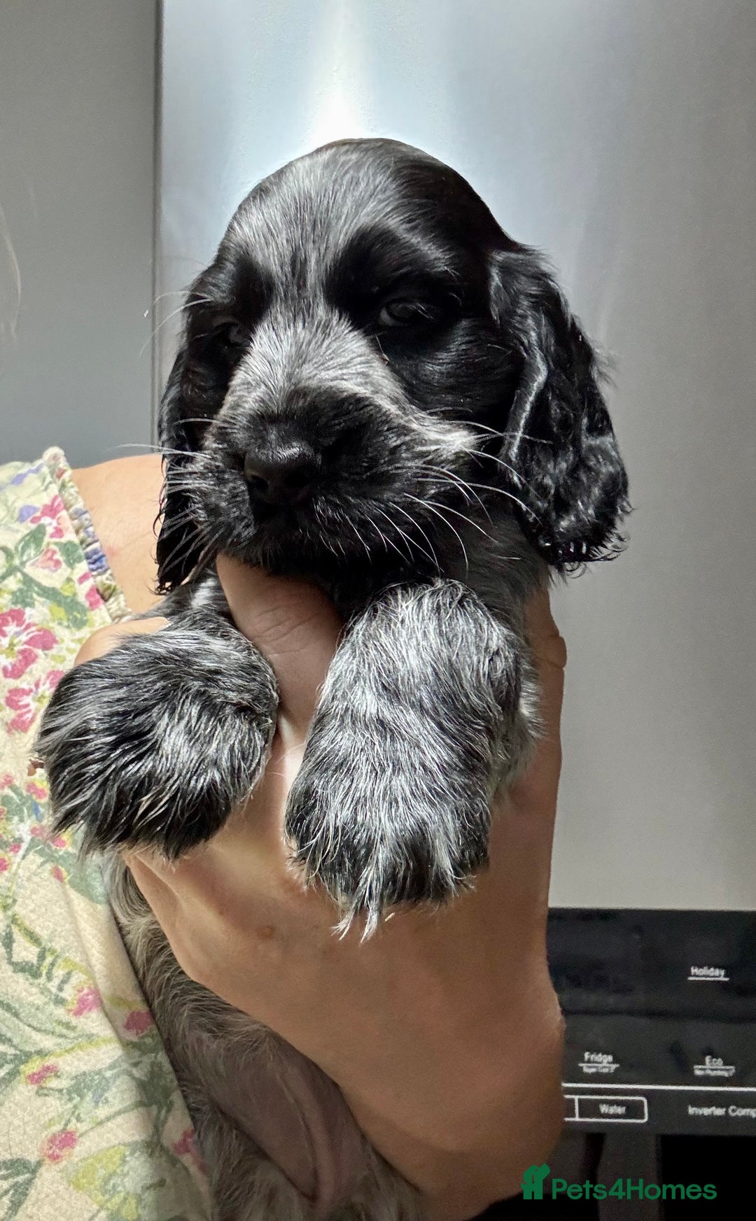 Cocker Spaniel dogs for sale: Show cocker spaniel puppies - Advert 5