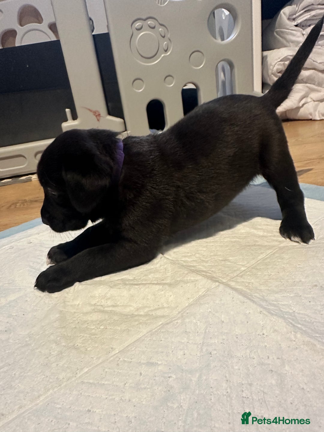 Mixed Breed dogs for sale: Lab- Cane Corso Puppies Looking for Loving Homes - Advert 19