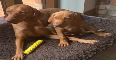 Hungarian Vizsla dogs in Thirsk - Advert 8