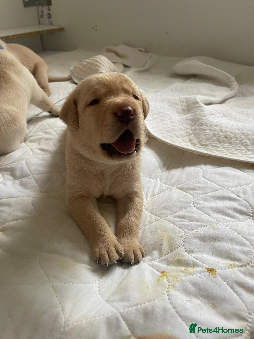 Labrador Retriever dogs for stud: Stunning, well proven KC fox red Lab for stud. in St Albans - Advert 10