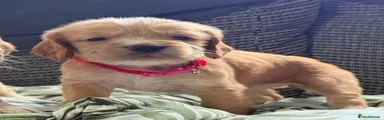 Cocker Spaniel 5