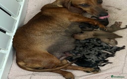 Miniature Dachshund dogs for sale: Mini dashound  - Image 2