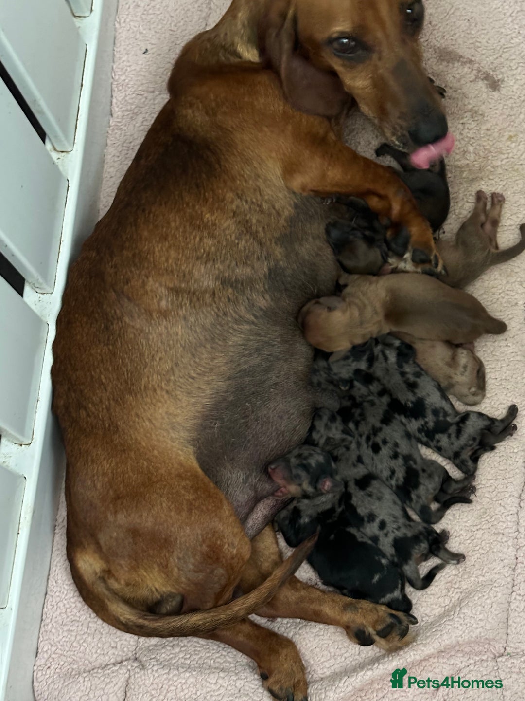 Miniature Dachshund dogs for sale: Mini dashound  - Image 2