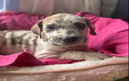 Great Dane dogs for sale: Harlequin pups  - Image 10