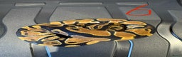 Python Snake reptiles for sale: Royal python - Advert 6