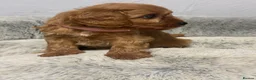 Cavapoo dogs for sale: 🐾 Exquisite F1 Cavapoo Puppies Available 🐾  - Advert 23