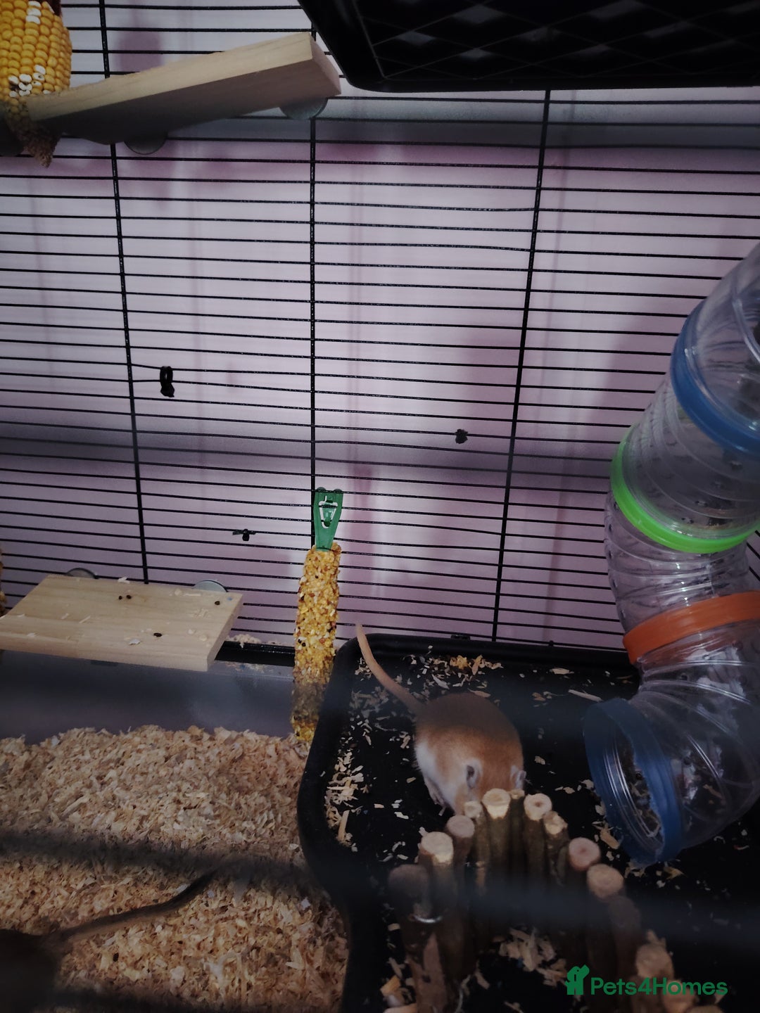 Gerbil rodents for sale: 2 male gerbils plus cage - Image 4