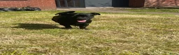 Jug dogs for sale: One year old male  in Mansfield - Advert 7