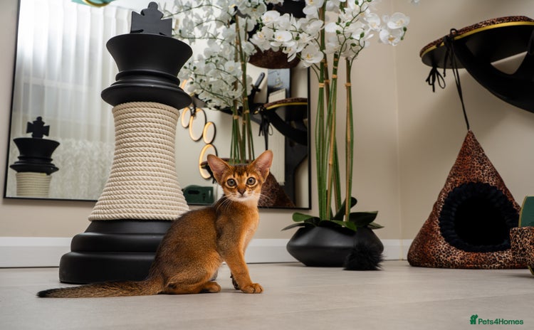 Abyssinian cats - Advert 16
