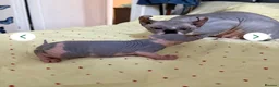 Sphynx cats for sale: Beautiful Male Sphynx Kitten – Ready Now  - Advert 2
