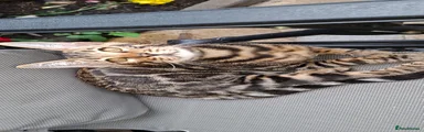 Brown spotted  boy