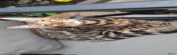 Bengal cats for sale: Stunning Bengal Kittens  - Advert 25